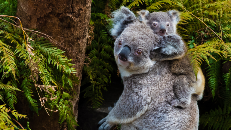 crime ambiental contra a fauna