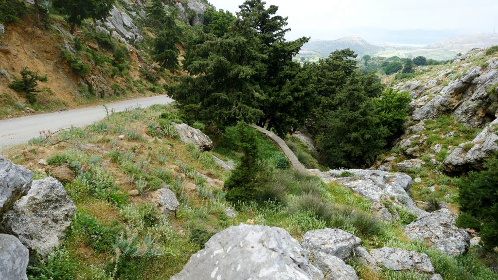 crime ambiental contra a flora